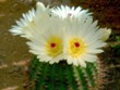 Notocactus_werdermanniana